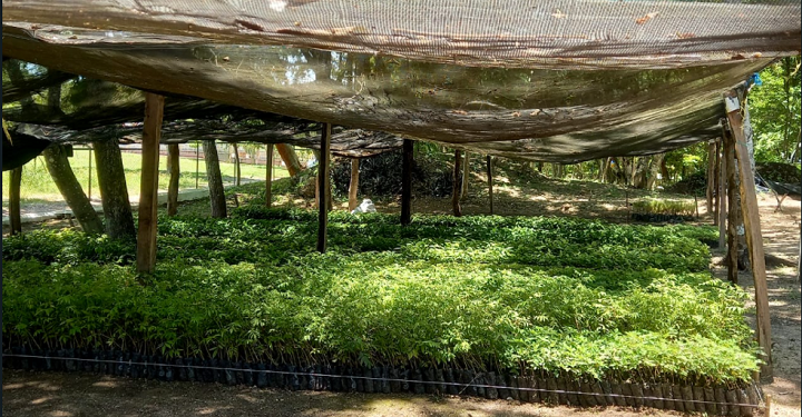 Plantarán 30 mil árboles en la cuenca del Lago Petén Itzá