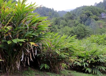 En Cobán, el desarrollo y la innovación agrícola huelen y saben a cardamomo