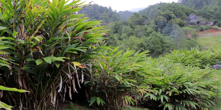 En Cobán, el desarrollo y la innovación agrícola huelen y saben a cardamomo