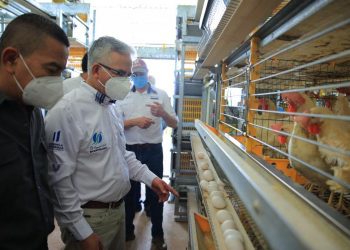 Producción avícola inyecta desarrollo a familias de Taxisco, Santa Rosa