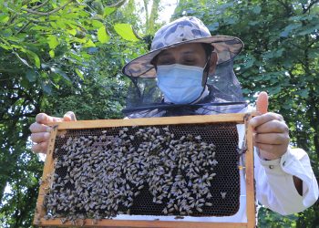 MAGA monitorea producción de miel ante amenaza de insecto