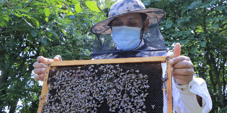 MAGA monitorea producción de miel ante amenaza de insecto