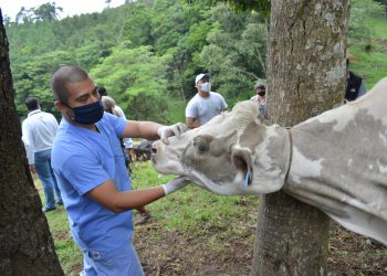 Avanza proceso de trazabilidad bovina en el territorio guatemalteco