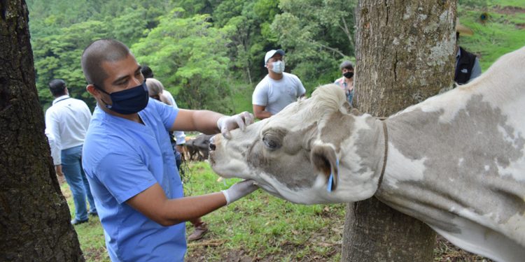 Avanza proceso de trazabilidad bovina en el territorio guatemalteco