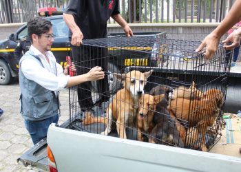 MAGA atiende por diversas causas a miles de animales en el 2021