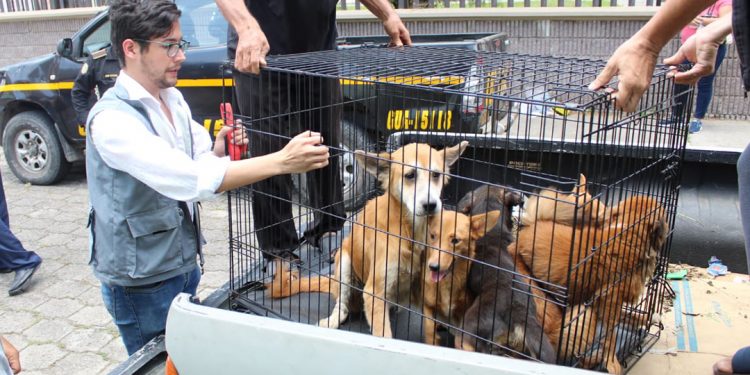 MAGA atiende por diversas causas a miles de animales en el 2021