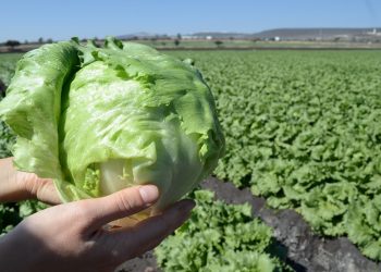 Guatemala y Ecuador profundizan  relación comercial