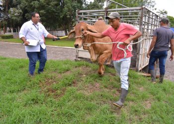 Corrales cuarentenarios para garantizar la sanidad bovina en Petén