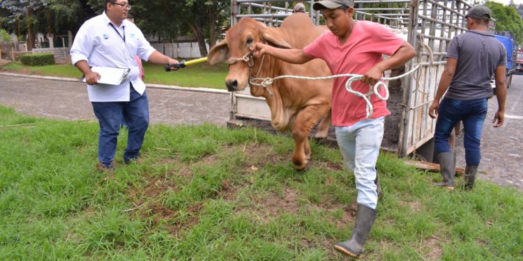 Corrales cuarentenarios para garantizar la sanidad bovina en Petén