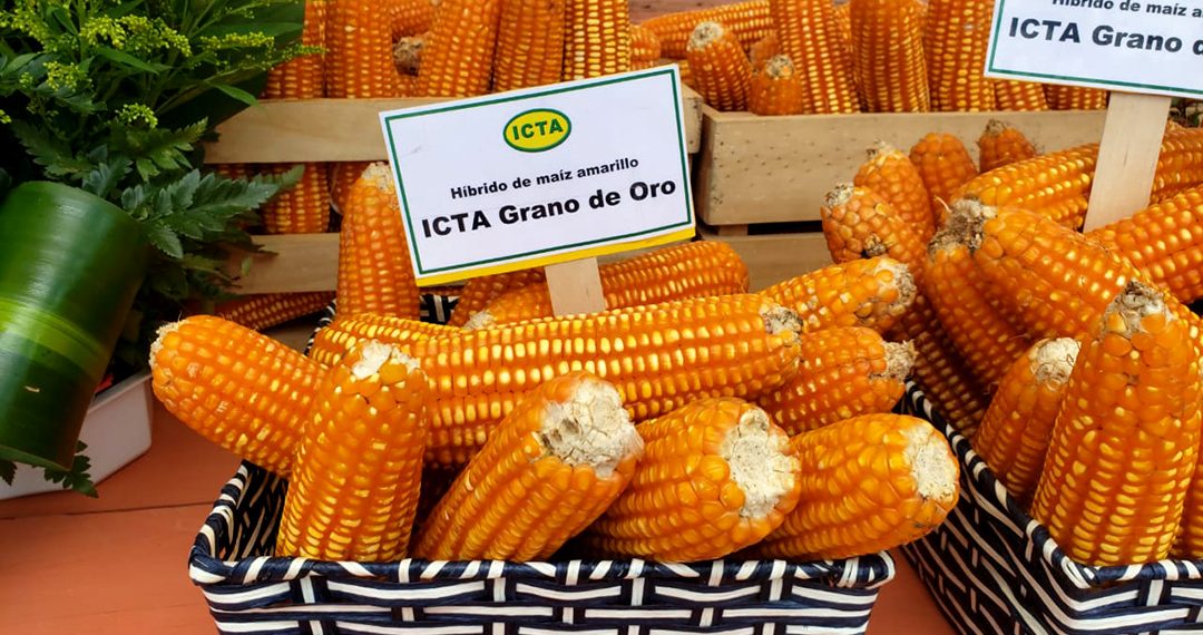 Productores de la Costa Sur reciben semilla de maíz ICTA Grano de Oro -  Gobierno de Guatemala
