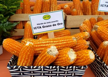 Productores de la Costa Sur reciben semilla de maíz ICTA Grano de Oro