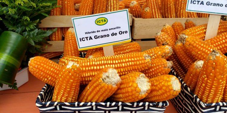 Productores de la Costa Sur reciben semilla de maíz ICTA Grano de Oro