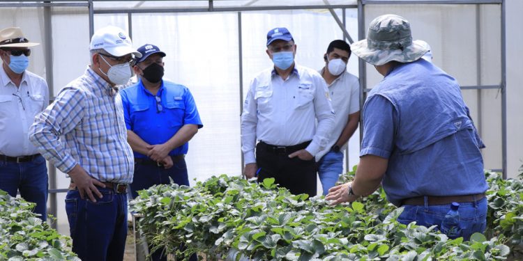 MAGA impulsa alianzas público-privadas para beneficiar a productores