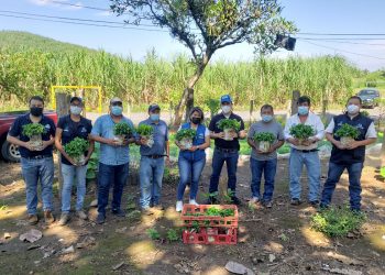 Extensionistas entregan hierba mora a productores