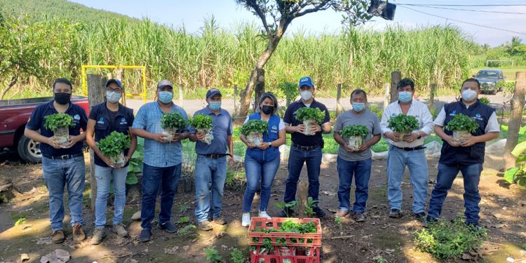 Extensionistas entregan hierba mora a productores