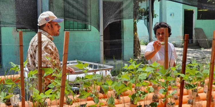 MAGA fomenta producción sostenible de peces y plantas en Petén
