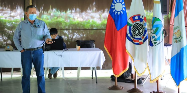 Guatemala en alerta para prevenir ingreso de hongo que afecta al banano y plátano