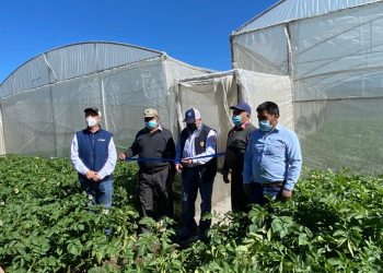 MAGA fortalece producción de papa en San Marcos y Quetzaltenango