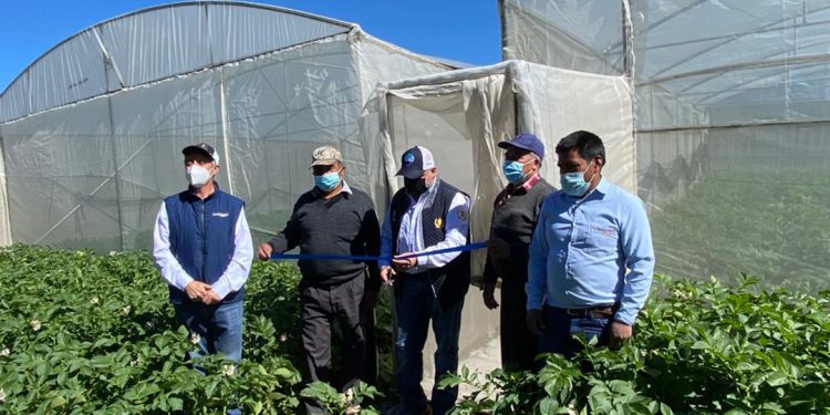 MAGA fortalece producción de papa en San Marcos y Quetzaltenango