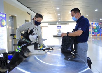 Refuerzan controles y vigilancia para garantizar la sanidad agropecuaria