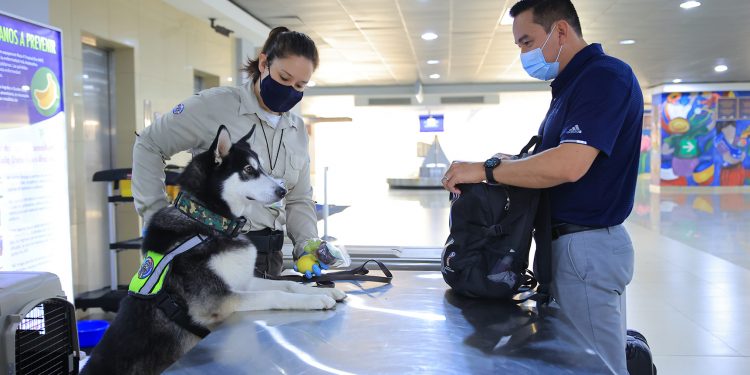 Refuerzan controles y vigilancia para garantizar la sanidad agropecuaria