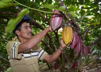 MAGA impulsa el cacao guatemalteco a nivel regional