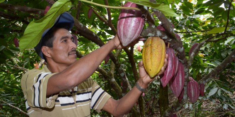 MAGA impulsa el cacao guatemalteco a nivel regional
