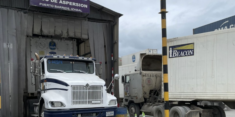 Redoblan medidas preventivas para evitar ingreso del hongo que afecta al banano y plátano