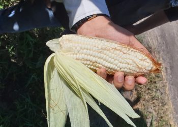 MAGA supervisa semilla certificada de maíz en El Progreso