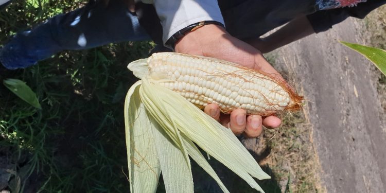 MAGA supervisa semilla certificada de maíz en El Progreso