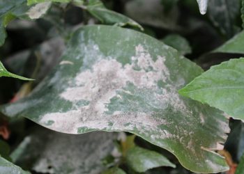 Ceniza expulsada por el volcán Santiaguito no provocó daños a cultivos