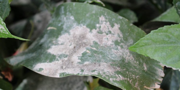 Ceniza expulsada por el volcán Santiaguito no provocó daños a cultivos