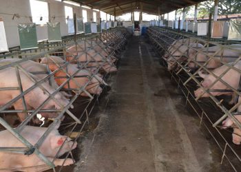 El MAGA promueve el bienestar animal en la producción de cerdos