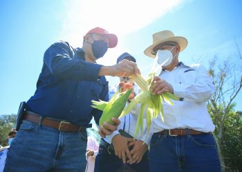 MAGA impulsa producción de semillas mejoradas para combatir la inseguridad alimentaria