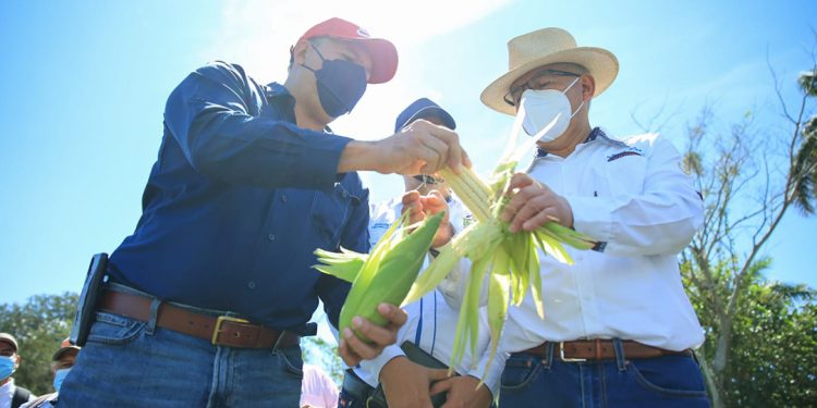 MAGA impulsa producción de semillas mejoradas para combatir la inseguridad alimentaria