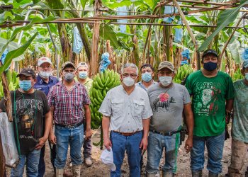 Sector bananero produce con calidad y buenas prácticas