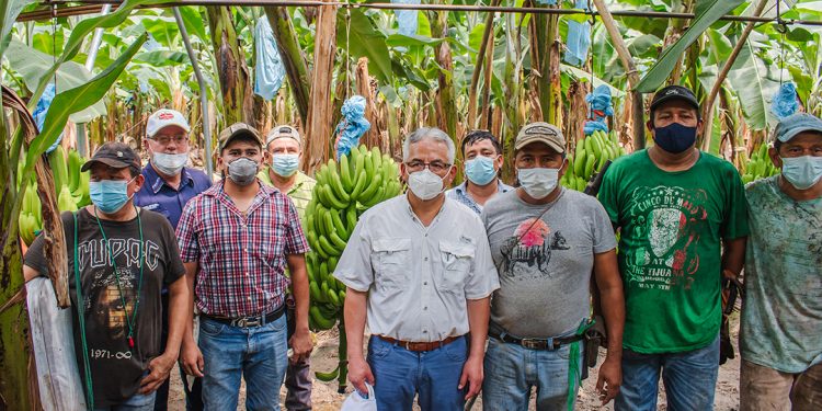 Sector bananero produce con calidad y buenas prácticas