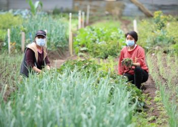 Talleres de la Clasificación Integrada de la Seguridad Alimentaria en Fases (CIF) Escala Aguda