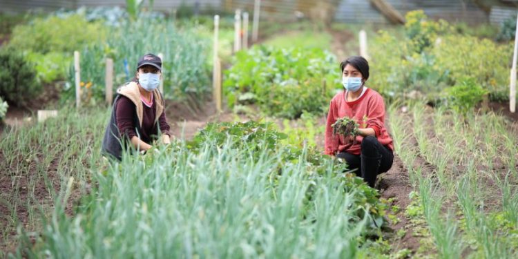 Talleres de la Clasificación Integrada de la Seguridad Alimentaria en Fases (CIF) Escala Aguda