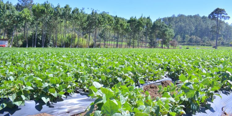 El MAGA previene a productores agropecuarios por ola de calor