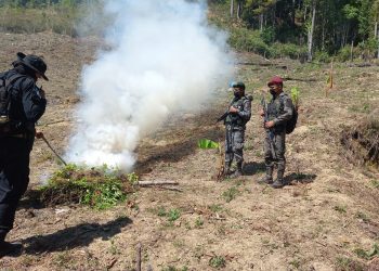 Ejército de Guatemala erradicó 56 mil 580 arbustos de coca en Río Hondo, Zacapa