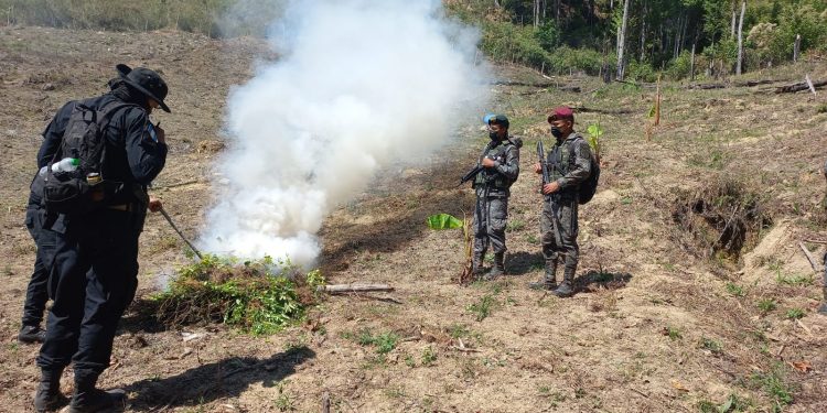 Ejército de Guatemala erradicó 56 mil 580 arbustos de coca en Río Hondo, Zacapa
