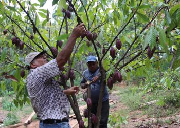 Productores de cacao mejoran su producción al recibir asistencia técnica del MAGA