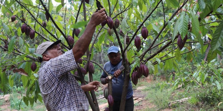 Productores de cacao mejoran su producción al recibir asistencia técnica del MAGA