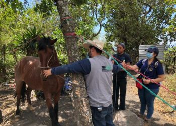 Preparan simulacro para el resguardo de animales ante desastres naturales