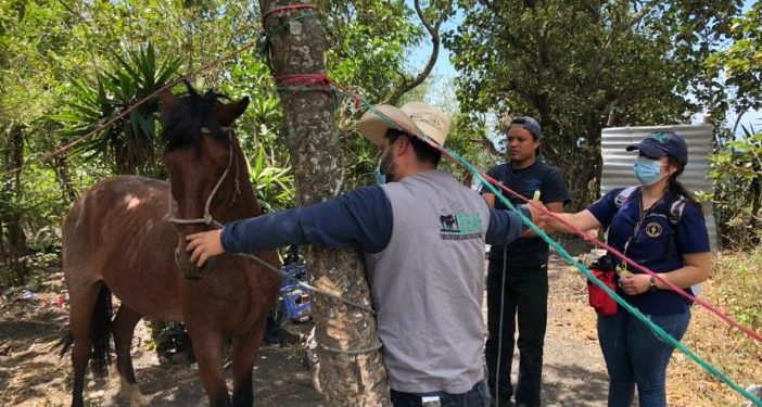 Preparan simulacro para el resguardo de animales ante desastres naturales