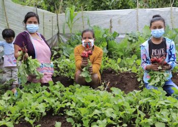 Guatemala mejora el desarrollo de los agricultores familiares
