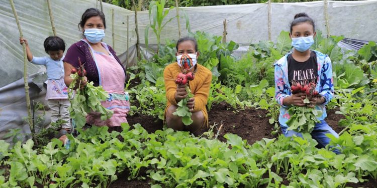 Guatemala mejora el desarrollo de los agricultores familiares