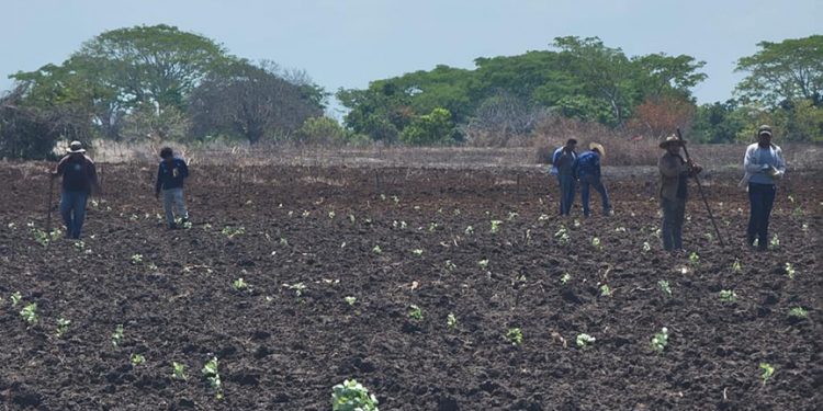 Impulsan el desarrollo agropecuario en Retalhuleu