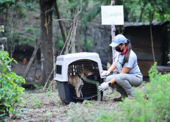 Guatemala realiza simulacro para resguardar animales ante desastres naturales